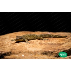 Gecko común Asiático - Lepidodactylus Lugubris